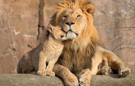 Gir National Park Safari – Asiatic Lion in Gir Forest, Gujarat