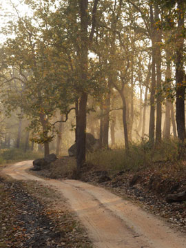 Gir forest nature walk – eco tourism resort near Gir National Park